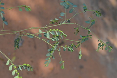 Phyllanthus rotundifolius